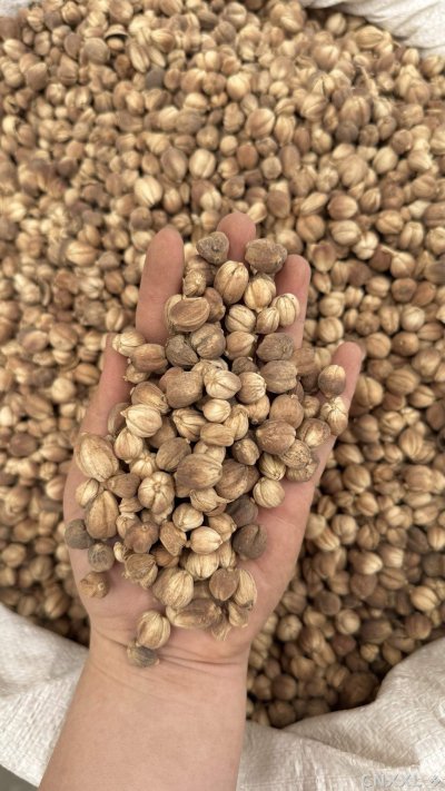 spice_11988_16aea58a_1.jpg