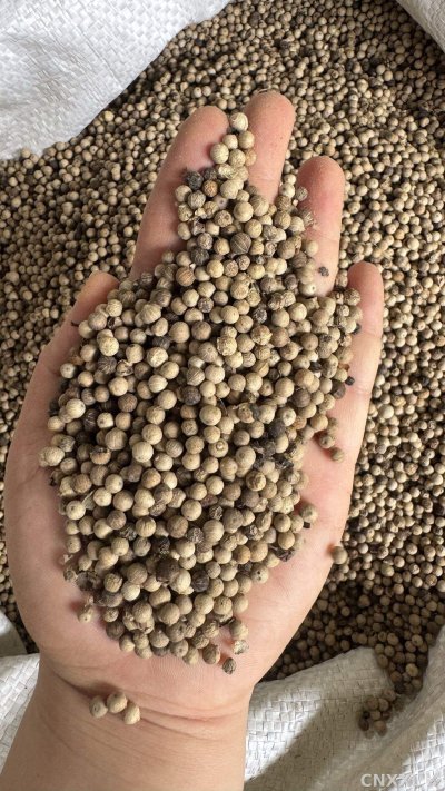 spice_12403_fe057a3f_1.jpg