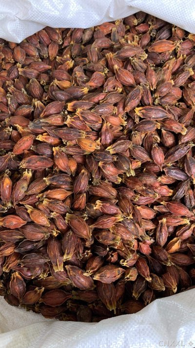 spice_12405_10bb61b7_3.jpg