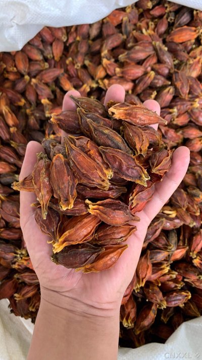 spice_12405_c78ce8dc_2.jpg