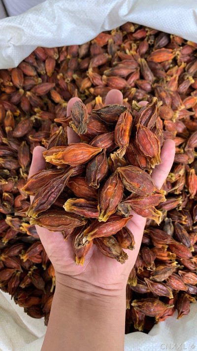 spice_12405_fef0cace_1.jpg