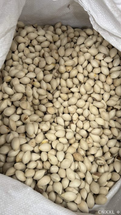 spice_12440_7df84451_3.jpg