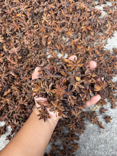 spice_1246607_6947e2e7_2.jpg
