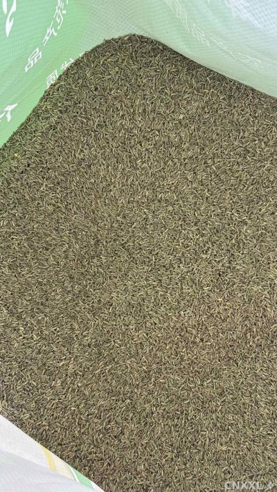 spice_1251644_31ce858d_2.jpg