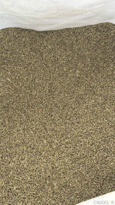 spice_1251645_42da8e8b_2.jpg