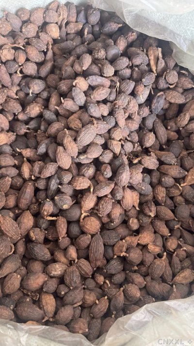 spice_12689_d6d882a8_3.jpg