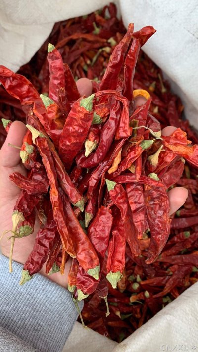 spice_12991_af4e25d1_2.jpg