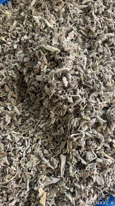 spice_13020_e449839c_3.jpg