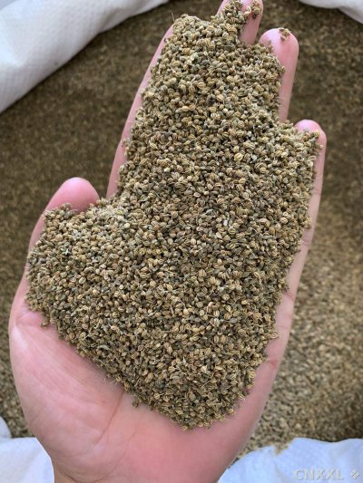 spice_13021_0bae5e6c_2.jpg