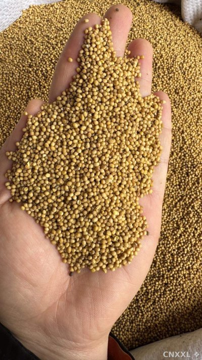 spice_13023_335e3dbb_2.jpg