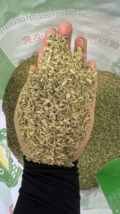 spice_13045_d398fc9a_1.jpg