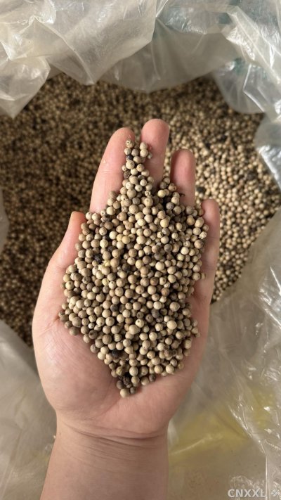 spice_13081_7f0bc44b_2.jpg