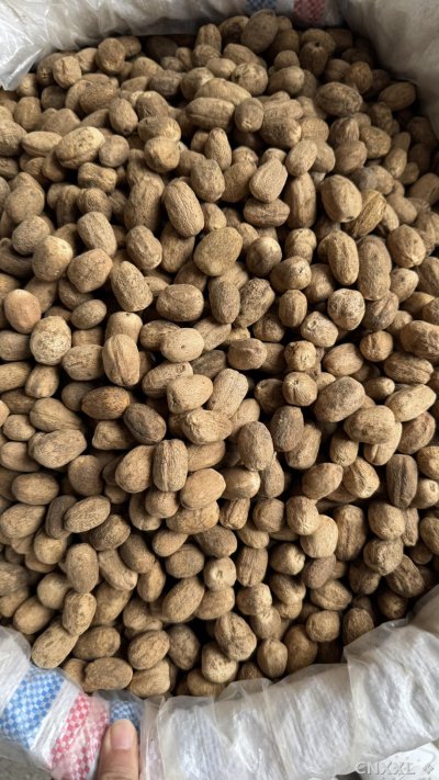 spice_13106_0250eca3_2.jpg