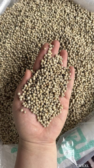 spice_13109_290e3f90_2.jpg