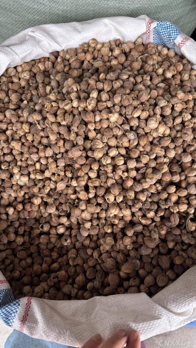 spice_13111_f69c227c_3.jpg