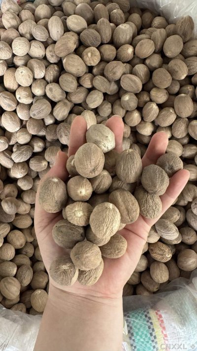 spice_13140_71142fe3_1.jpg