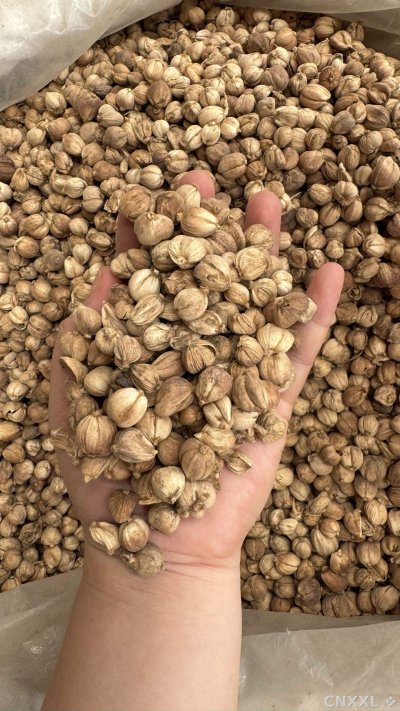 spice_1347101_5453d7f3_2.jpg