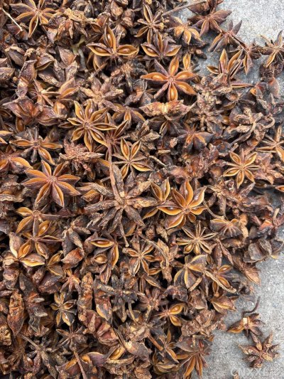 spice_1347114_bbba6d5c_3.jpg