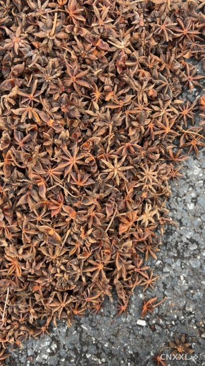 spice_13564_d3c2b6d0_1.jpg
