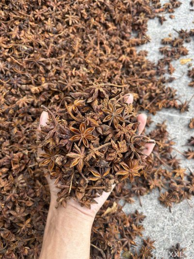 spice_13607_c05cc6ae_1.jpg