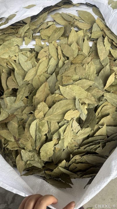 spice_13624_c0b8dda1_2.jpg
