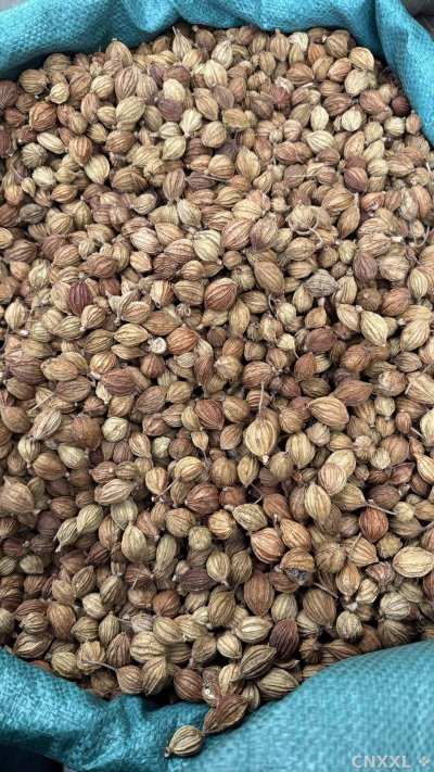 spice_13709_fe1766b6_3.jpg