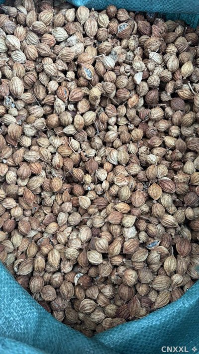 spice_13710_00876b8d_2.jpg