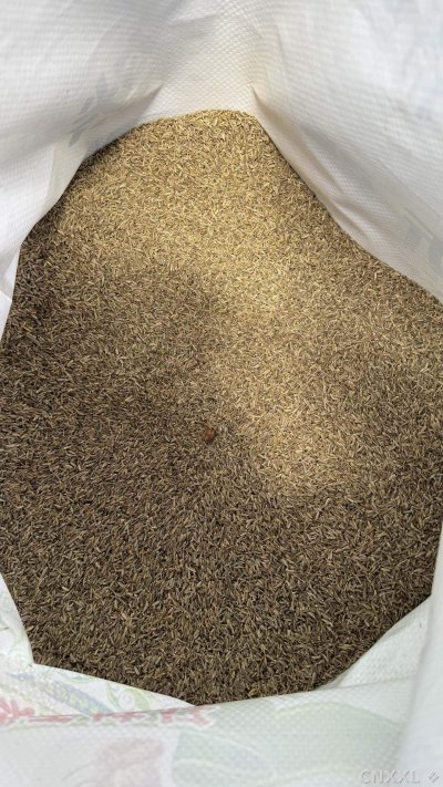 spice_1377264_49e5b11d_2.jpg