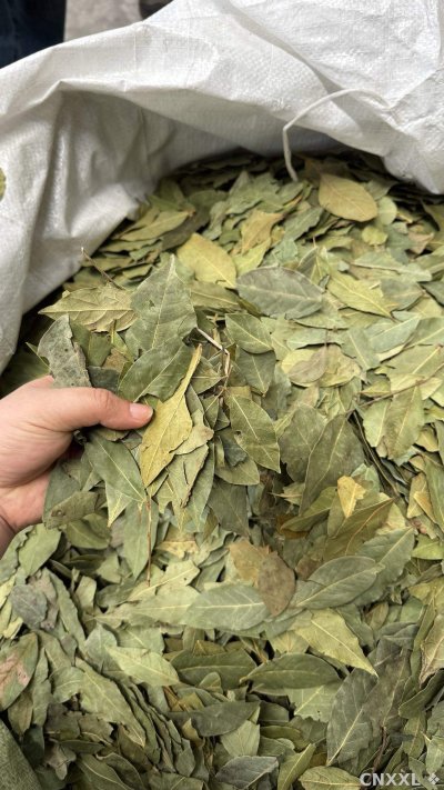 spice_13807_81c3f3f3_2.jpg