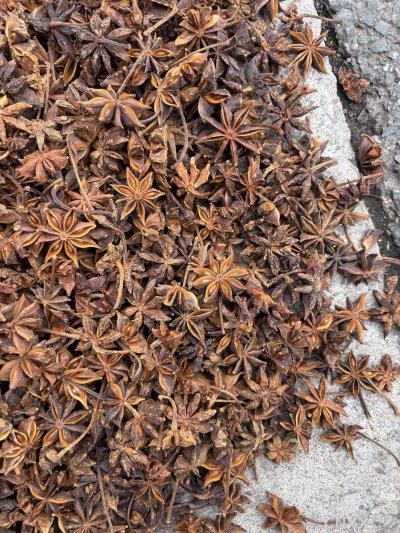 spice_14168_75e6d4be_3.jpg
