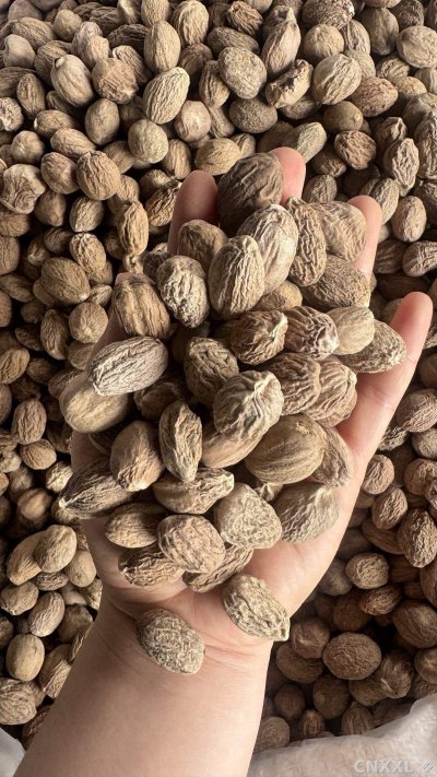 spice_14424_07cc6da0_1.jpg