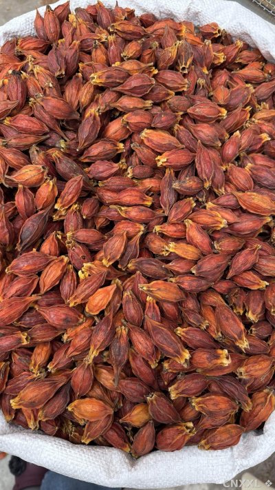 spice_1447684_8ab0b5f6_3.jpg