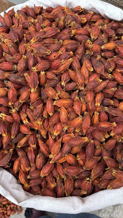 spice_1447684_931659d2_2.jpg