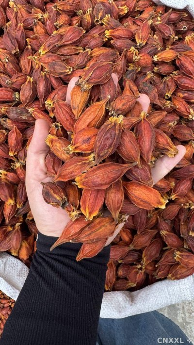spice_1447684_a368e6ce_1.jpg