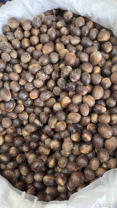 spice_1457754_7838ef25_3.jpg