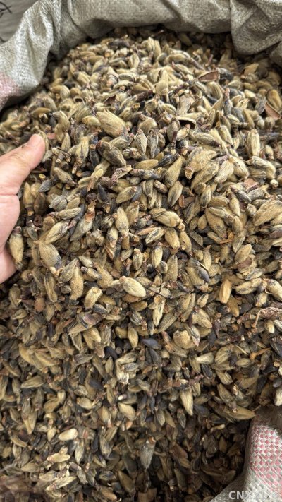 spice_1457756_4449fdf7_3.jpg