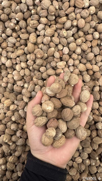 spice_1457773_1005e4b2_1.jpg