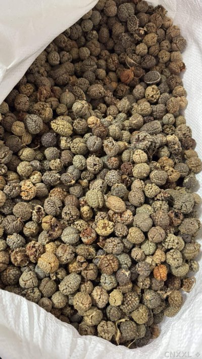 spice_1457774_56e6945c_2.jpg