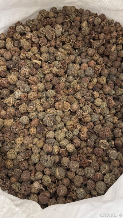 spice_1457775_5ab8ab8d_3.jpg