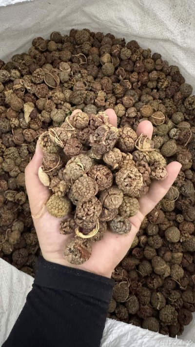 spice_1457775_faf685f0_2.jpg