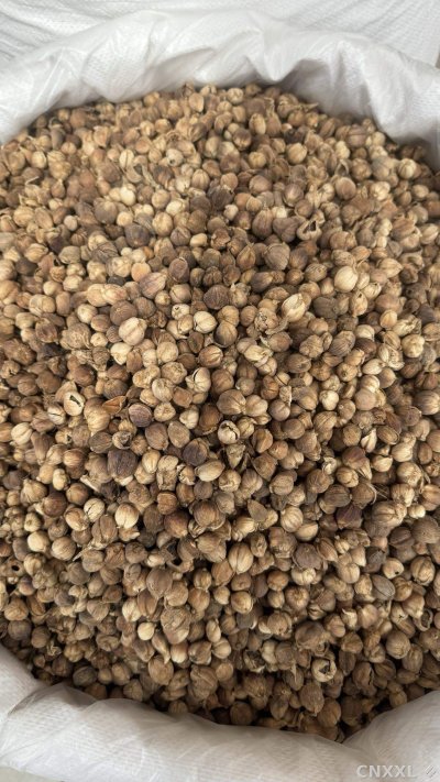 spice_148770_186b8925_3.jpg