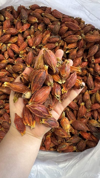 spice_14988_6f051c12_2.jpg