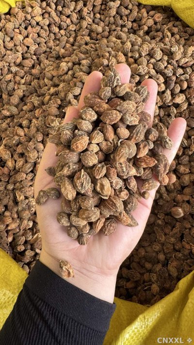 spice_1553560_9ab728b6_2.jpg