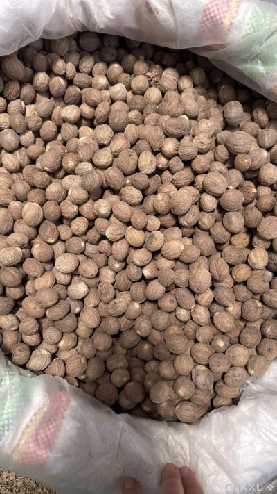 spice_16037_a15ad033_3.jpg