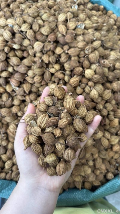 spice_16293_79be18c0_1.jpg