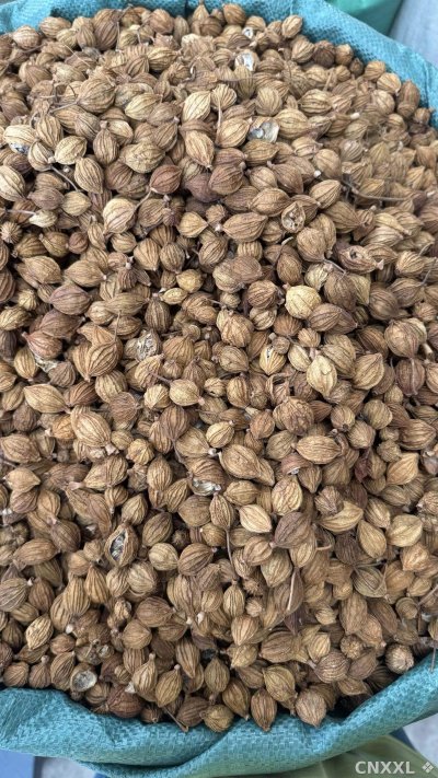 spice_16293_f00c67f2_3.jpg