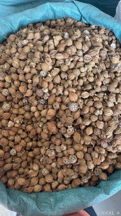 spice_16463_91bf7f1c_3.jpg