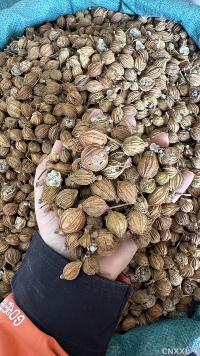 spice_16463_f8860b78_1.jpg