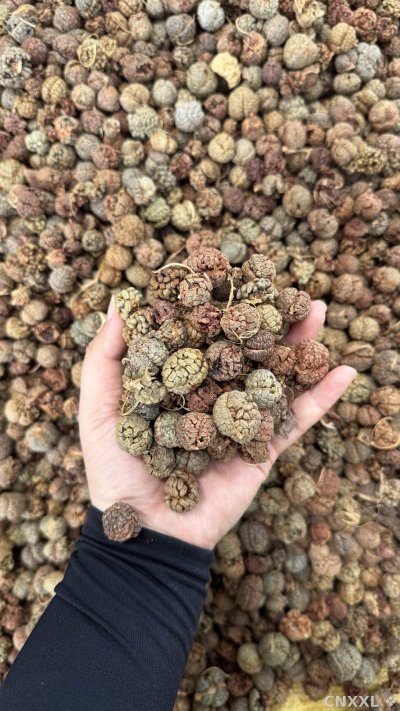 spice_16484_50378f0c_2.jpg