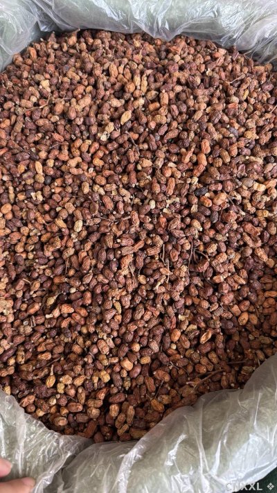 spice_16500_0c536058_3.jpg